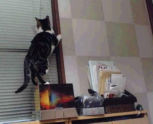 战术与爆发的交响，杰伦·格林一役，解码北京队的体系胜利