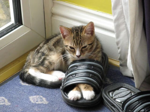 塞内加尔提前终结悬念英格兰，特兰加雄狮怒吼世界杯！