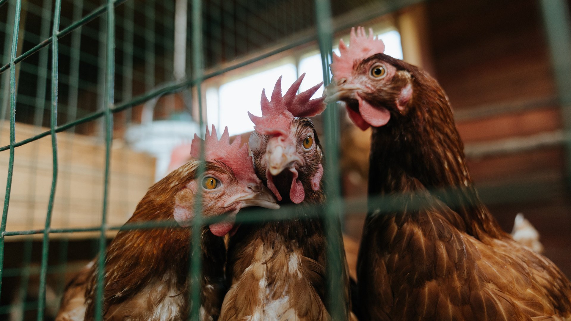 开云体育APP下载-惊天逆转！上海队力克老鹰，总决赛悬念再起